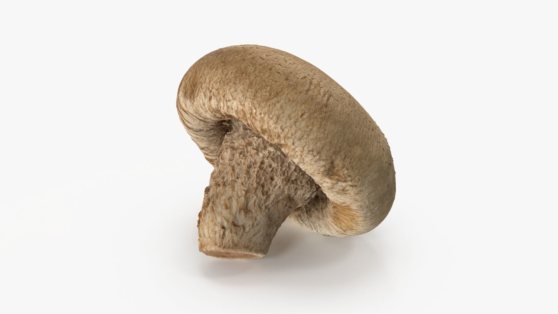 Shiitake Mushroom 3 3D model_3