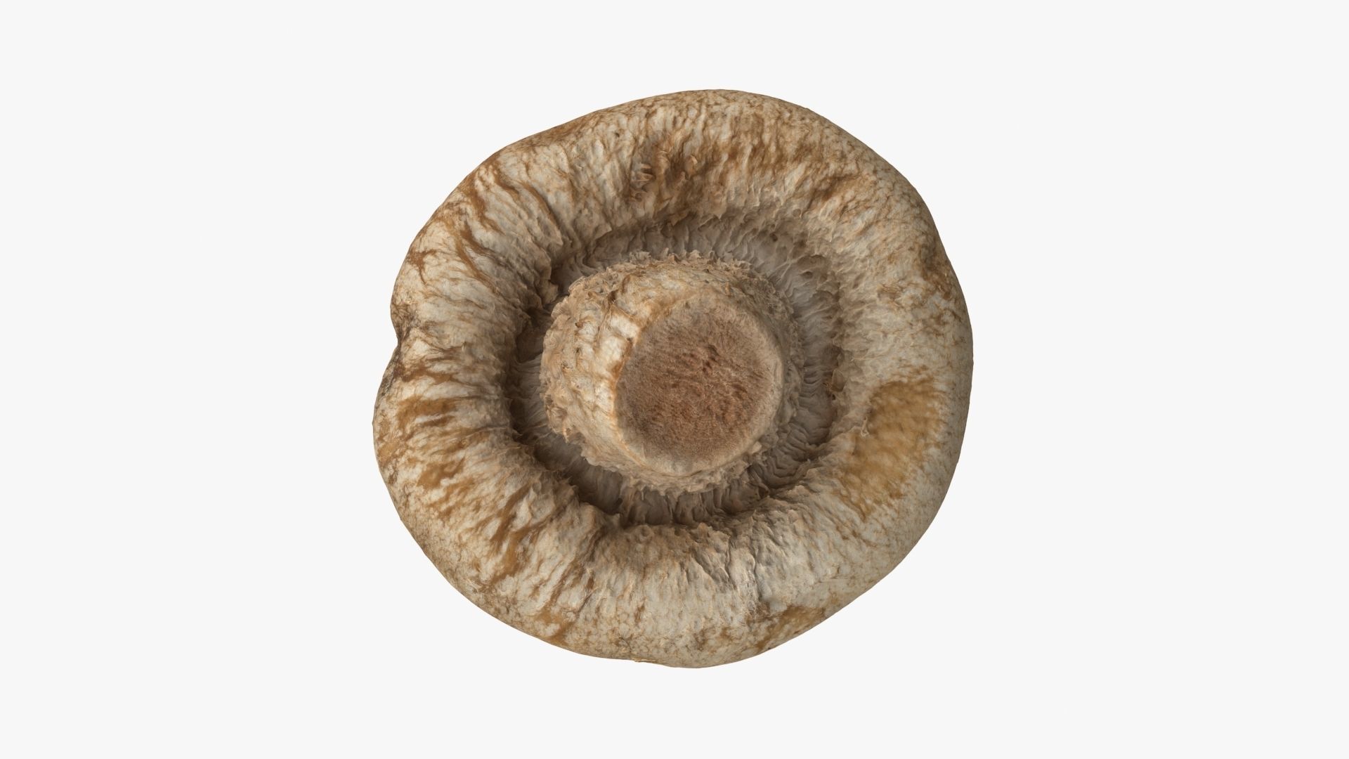Shiitake Mushroom 3 3D model_11