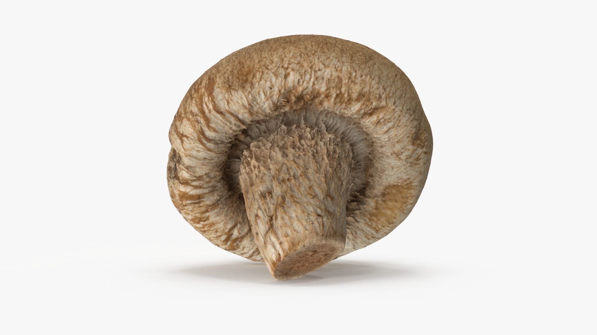 Shiitake Mushroom 3 3D model_6