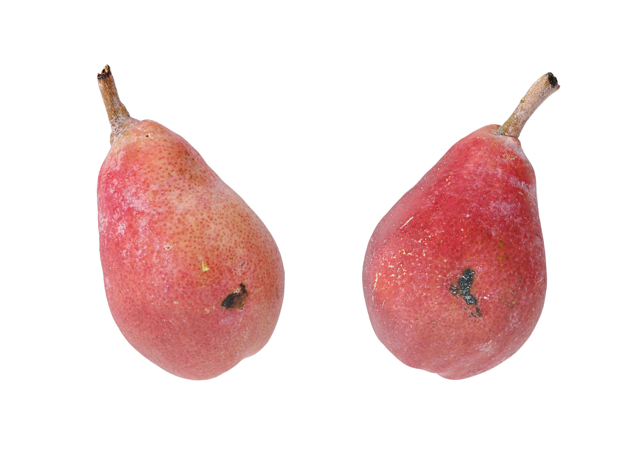 Pears Red 3D model_7