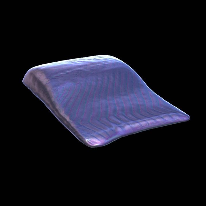 Fish 1 3D model_7