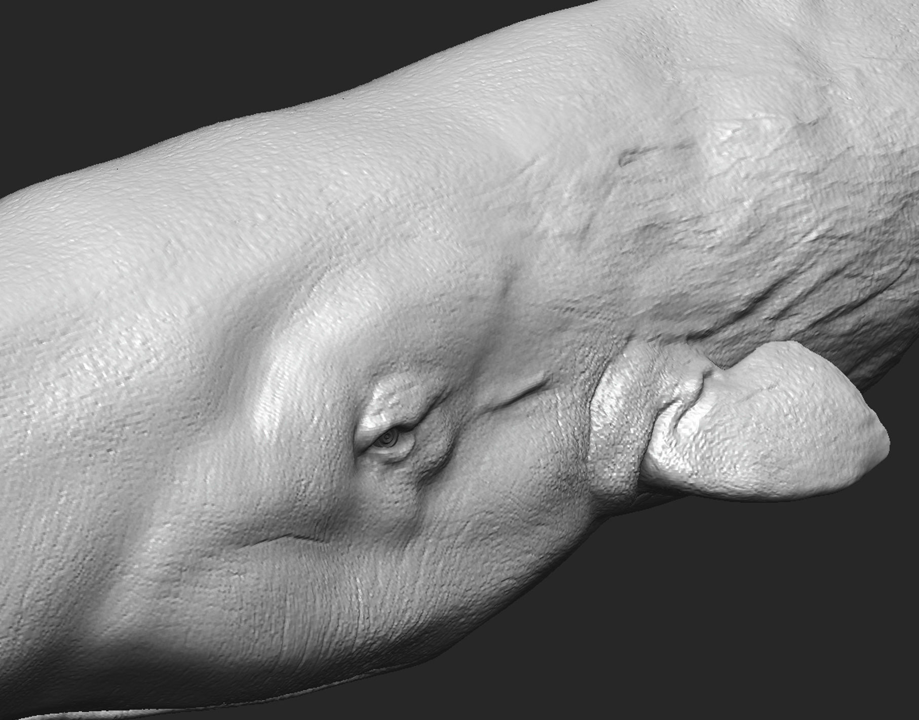 Realistic Sperm Whale High-poly  3D model_3