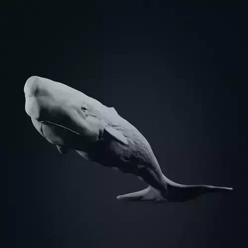 Realistic Sperm Whale High-poly 