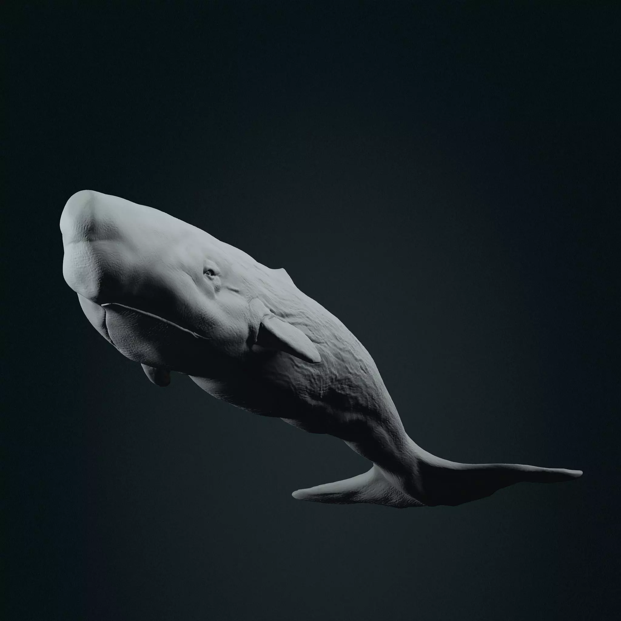 Realistic Sperm Whale High-poly  3D model_0