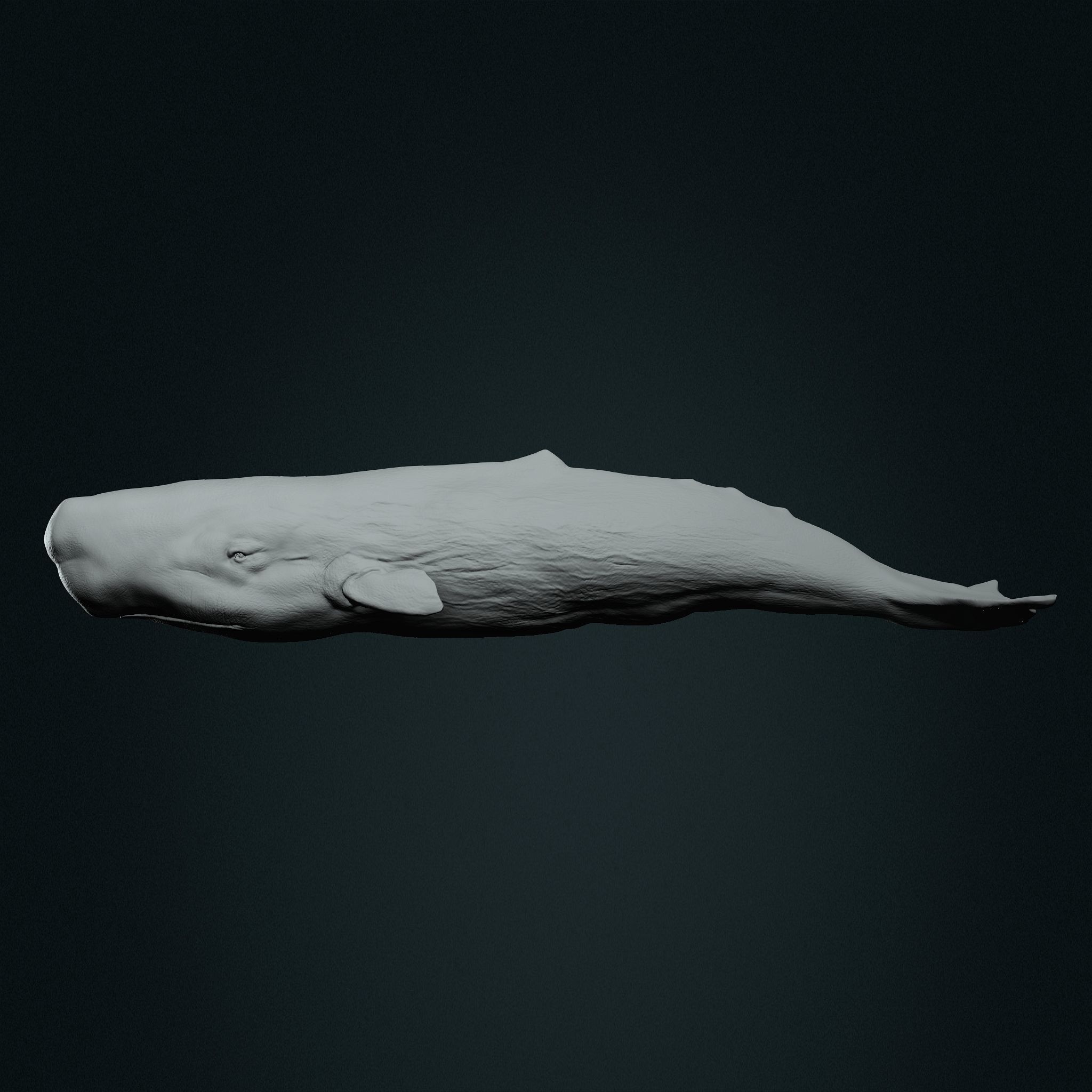 Realistic Sperm Whale High-poly  3D model_2