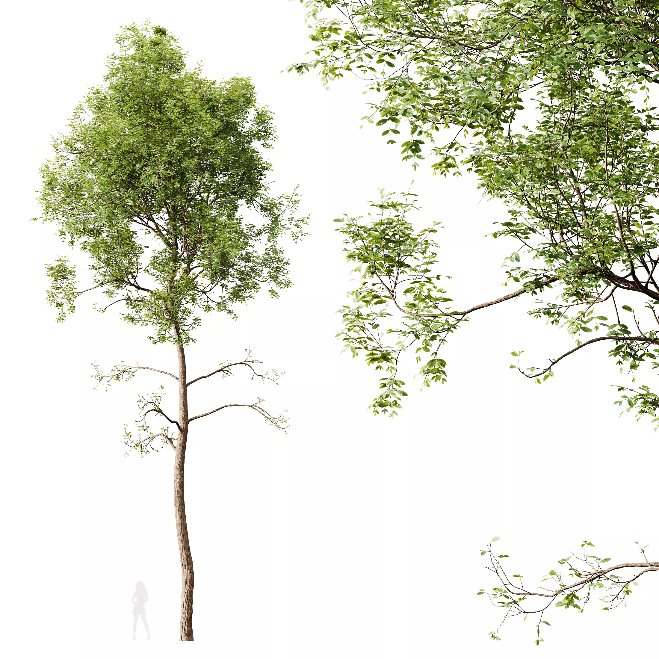 HQ Plants Ash Tree Tall02 3D model_0