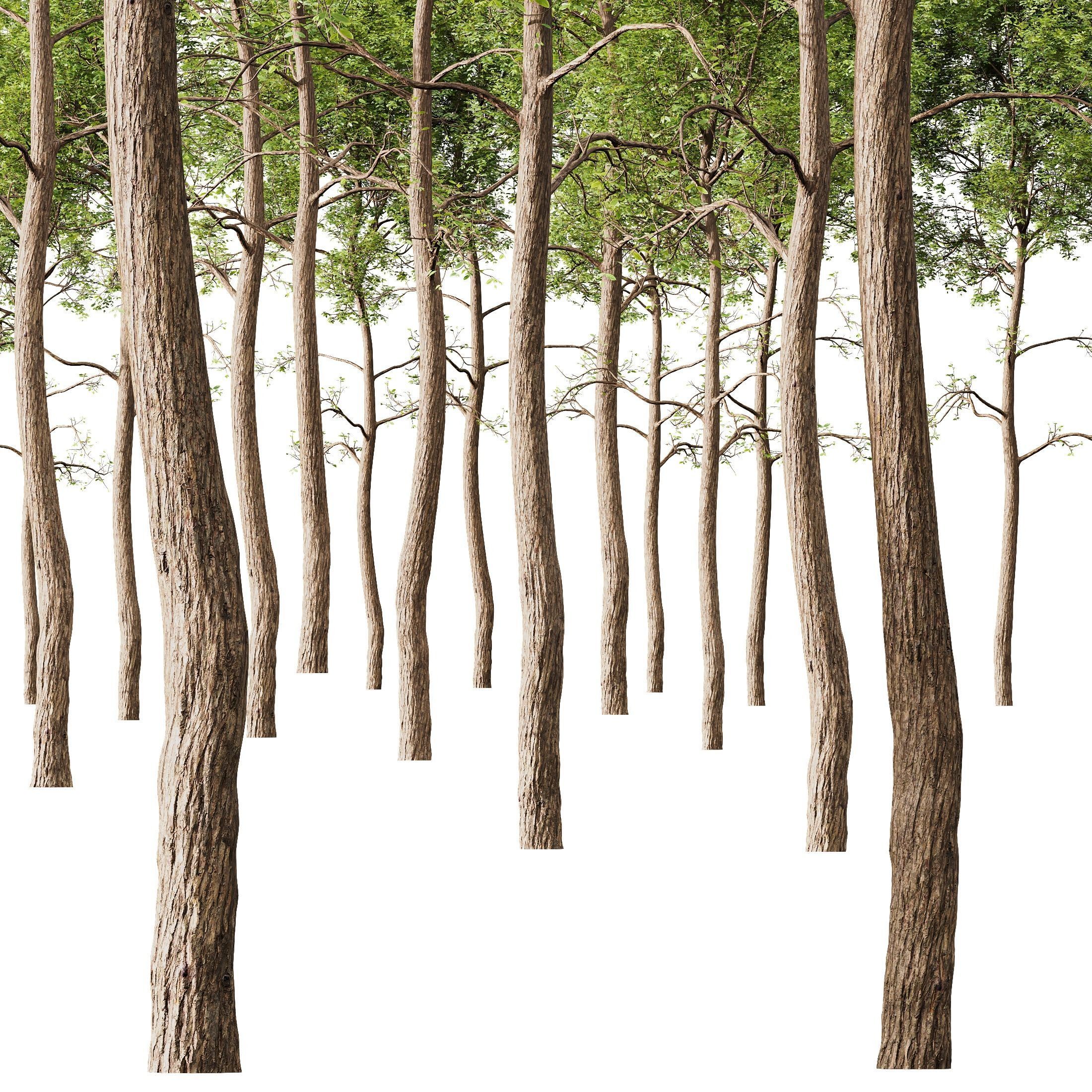 HQ Plants Ash Tree Tall02 3D model_1