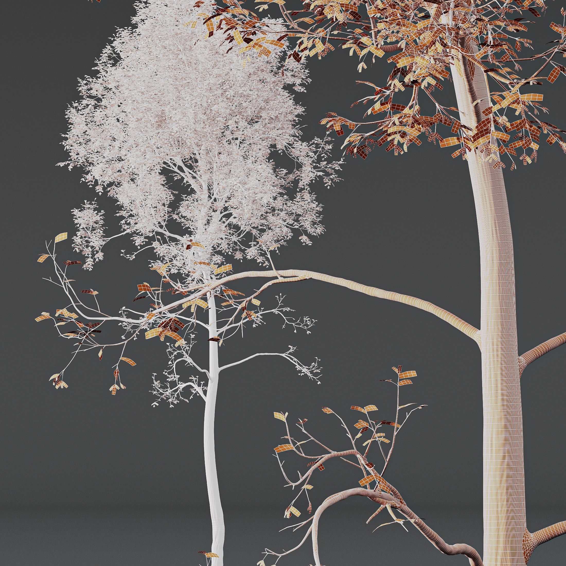 HQ Plants Ash Tree Tall02 3D model_3