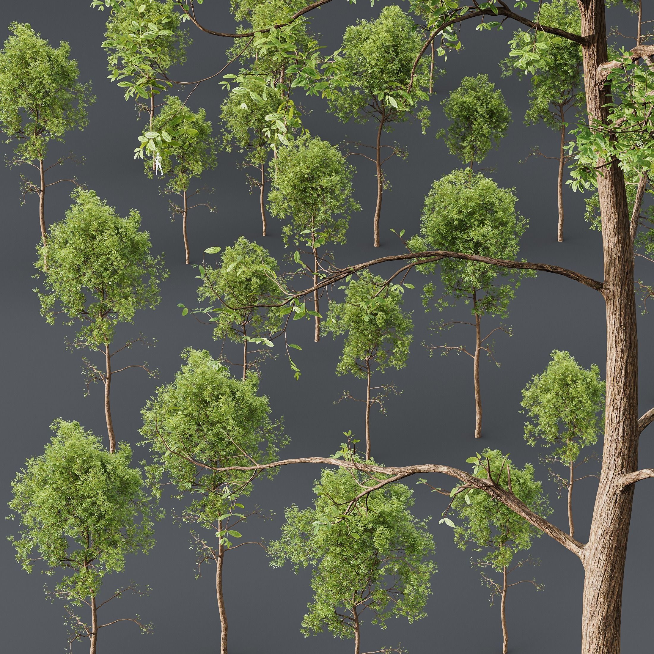 HQ Plants Ash Tree Tall02 3D model_2