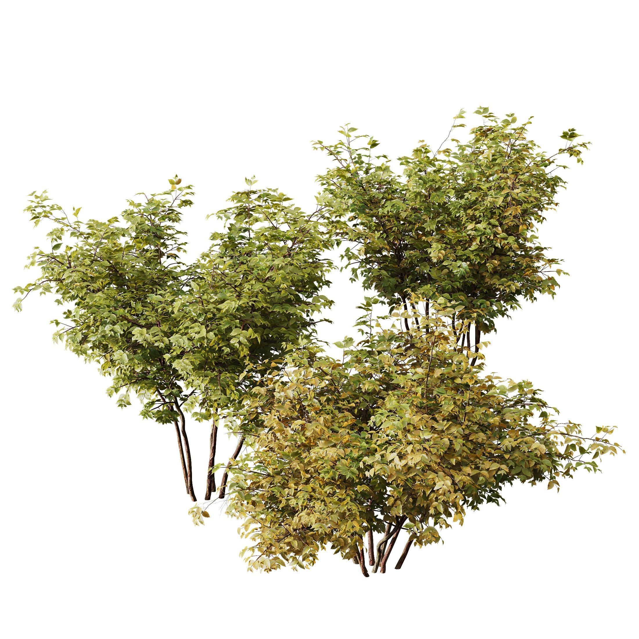 HQ Plants Bush Small 3D model_1