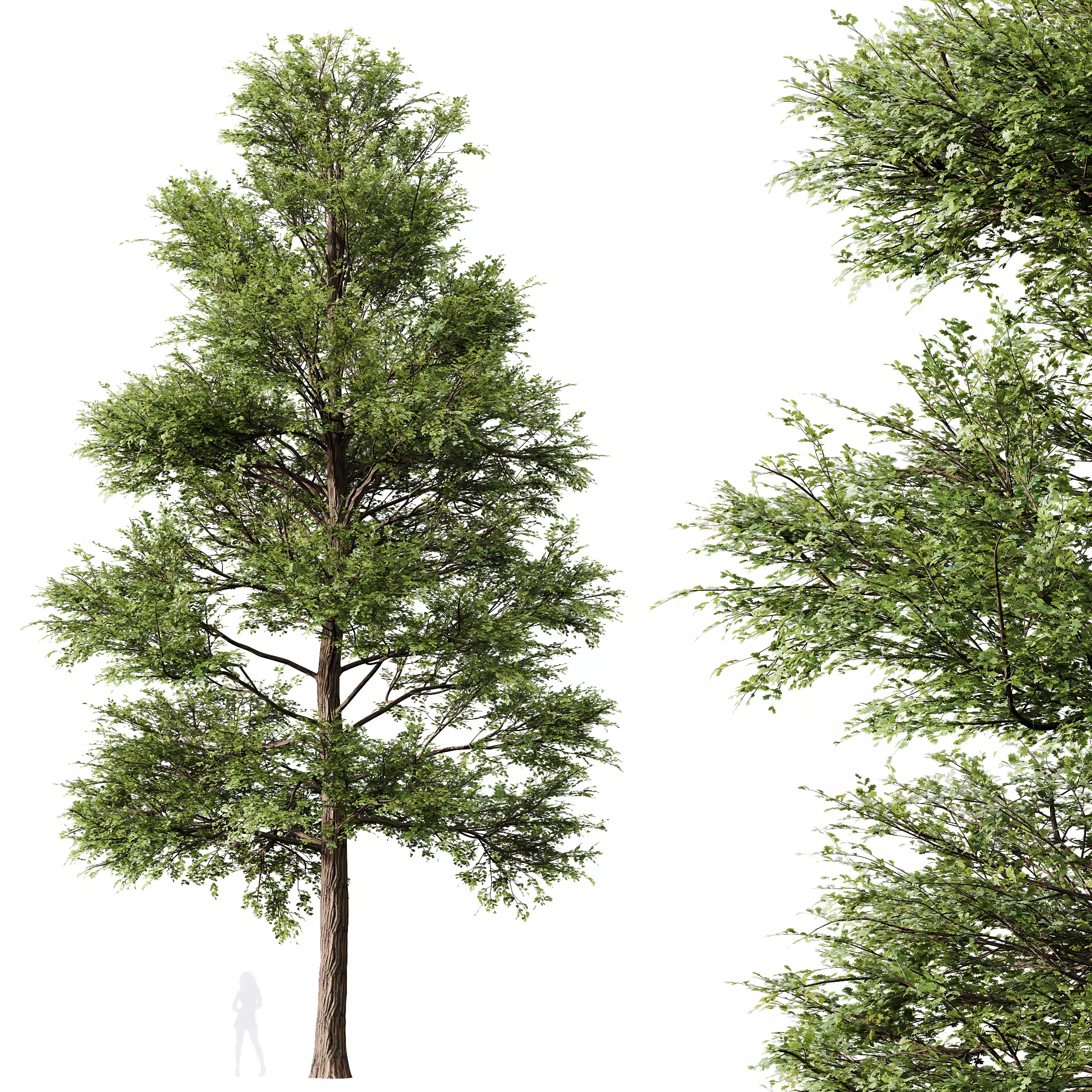 HQ Plants Oak Tree 3D model_0