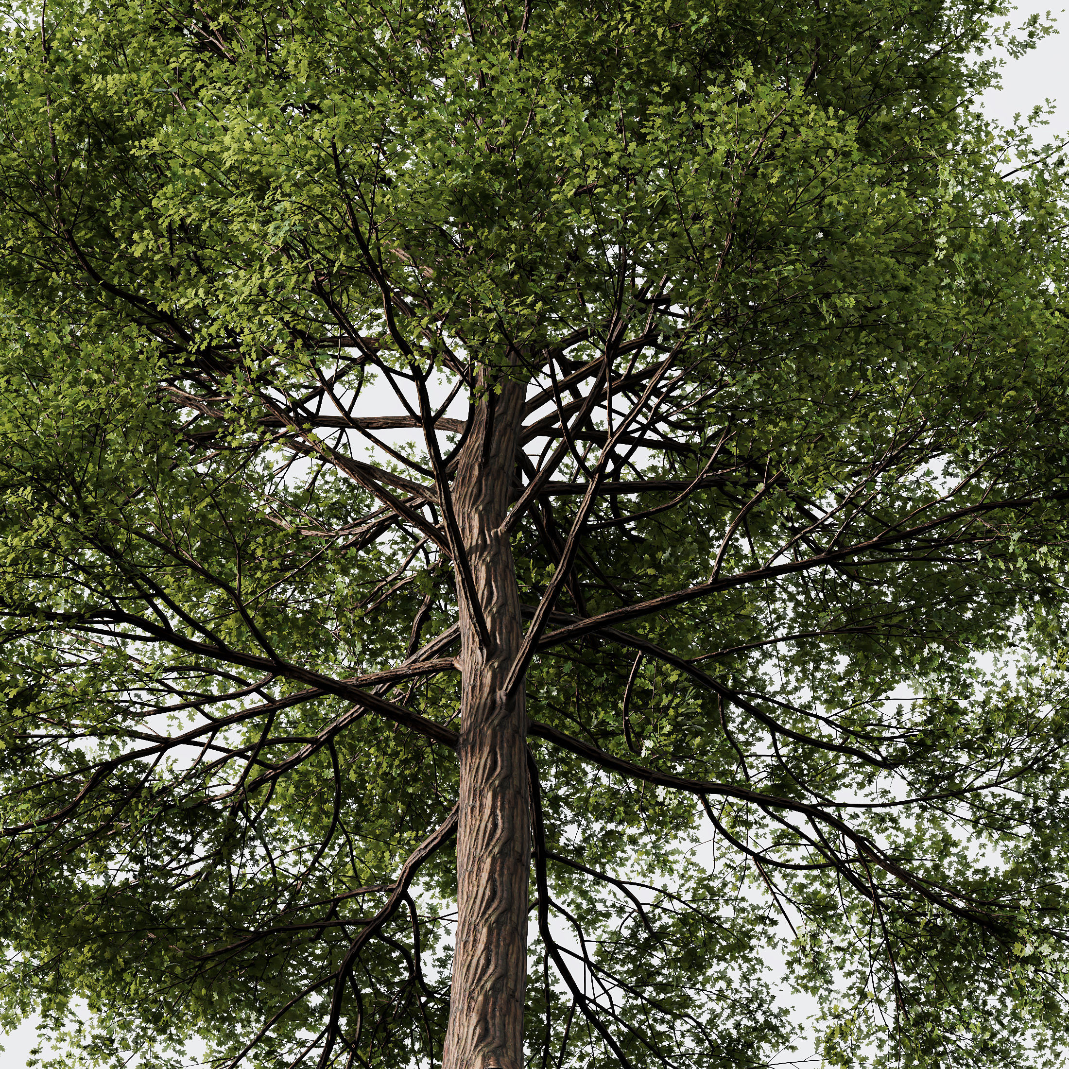 HQ Plants Oak Tree 3D model_1