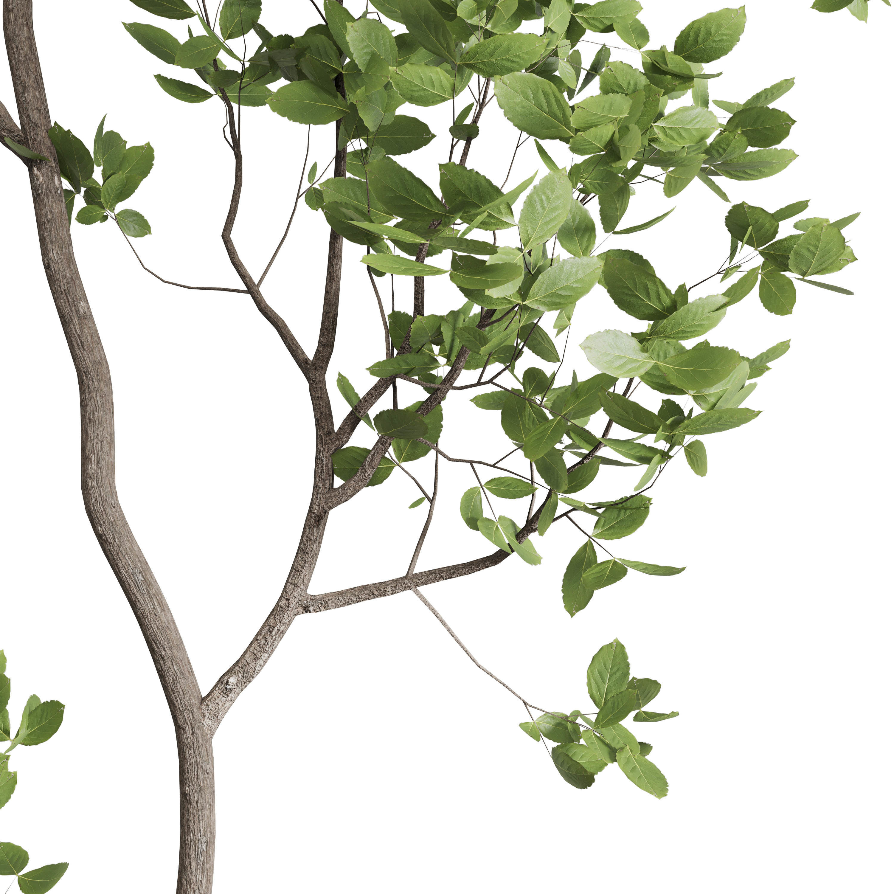 indoor plant set 397 pot tree in a concrete dirt vase Low-poly 3D model_2