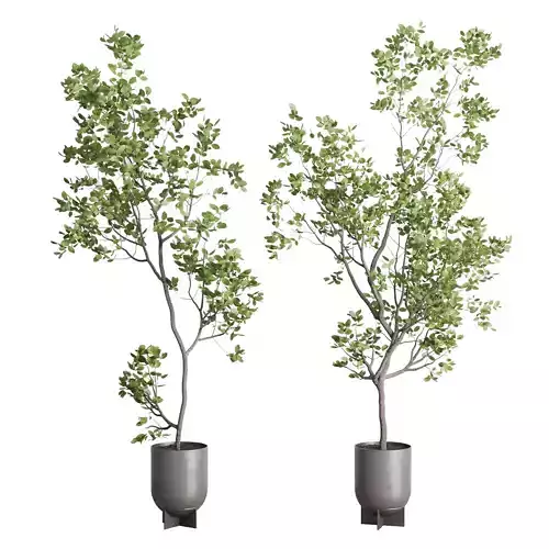 indoor plant set 397 pot tree in a concrete dirt vase Low-poly 3D model