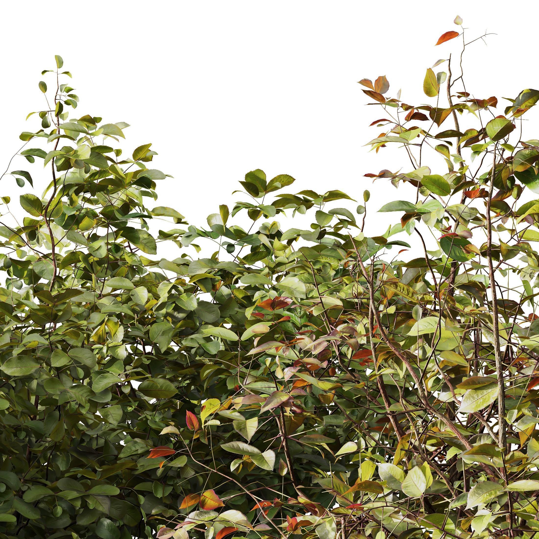 HQ Plants Cornus sanguinea 3D model_1