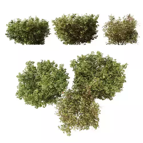 HQ Plants Cornus sanguinea 3D model