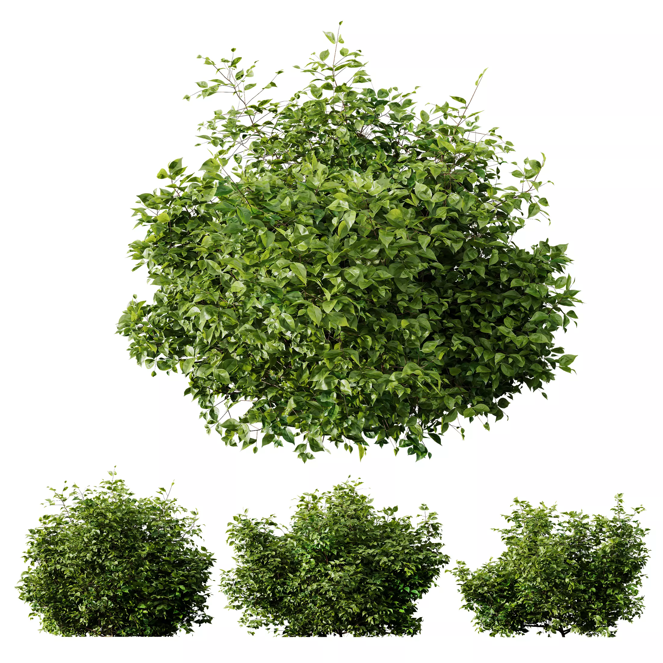 HQ Plants Cotinus coggygria 3D model_0