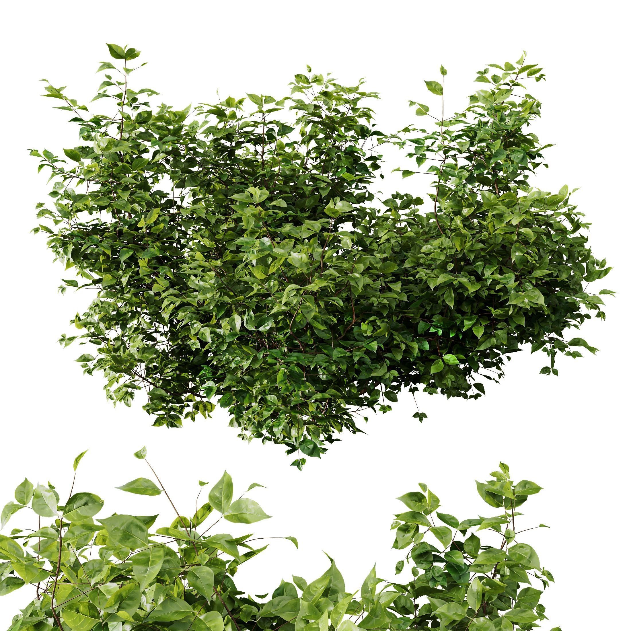 HQ Plants Cotinus coggygria 3D model_2