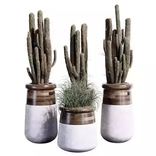  cactus plant Indoor Plant set 37