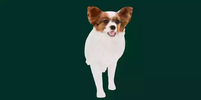 Papillon Dog 3D model