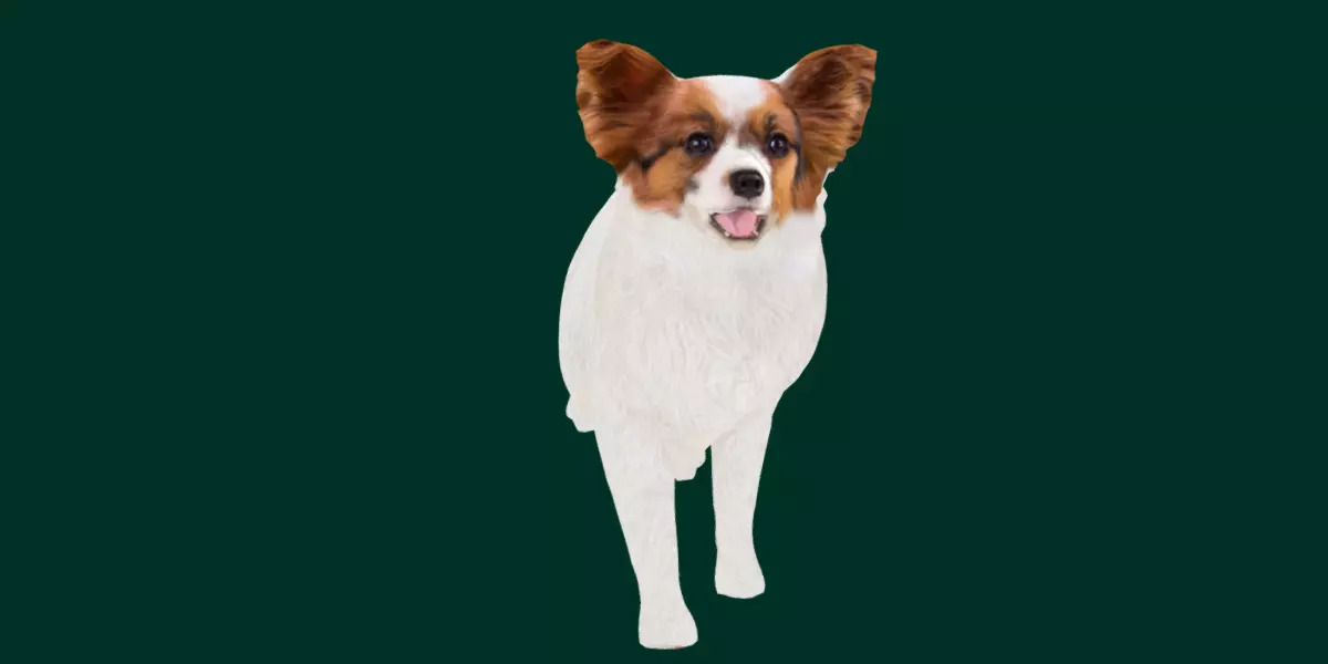 Papillon Dog 3D model
