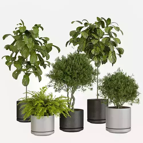 Pots with Plants