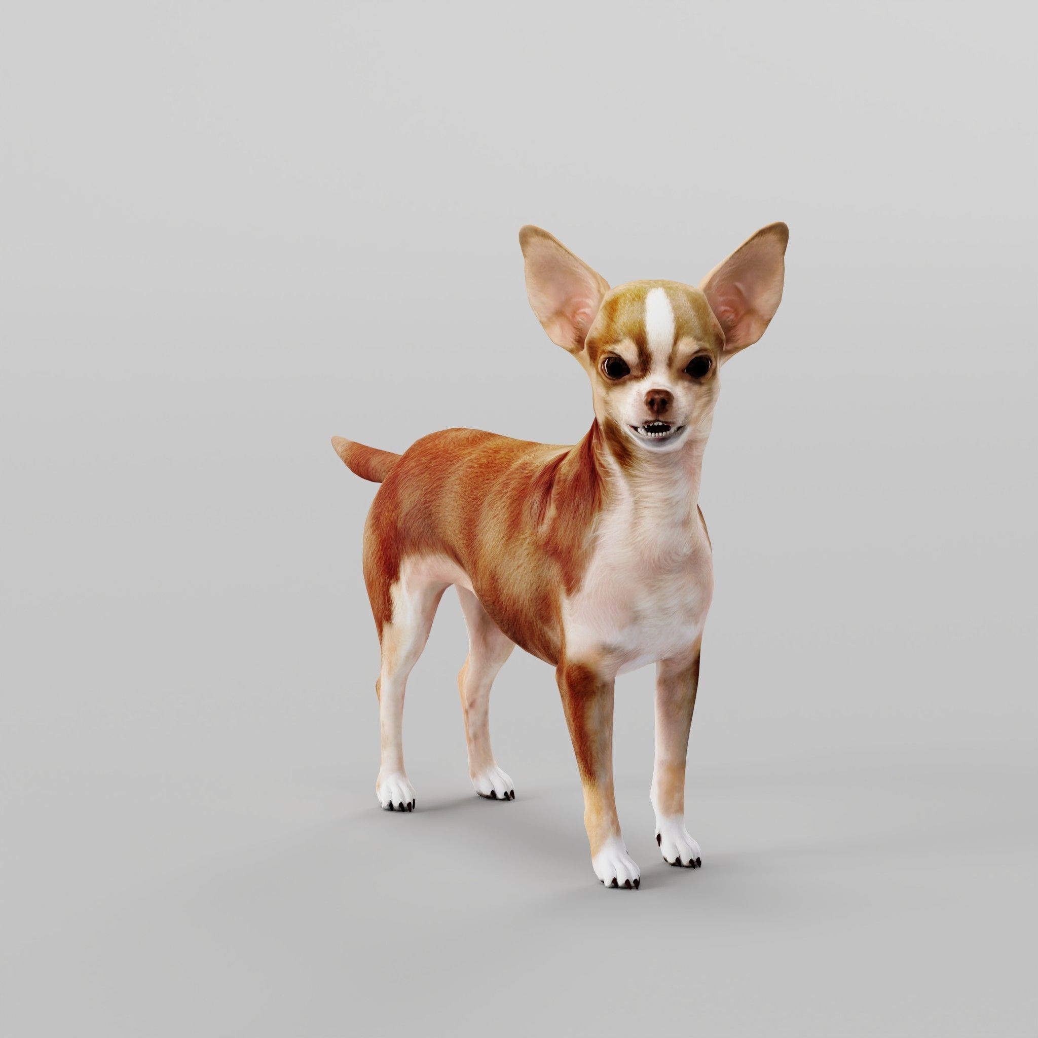 Chihuahua Game Ready 3D model_16