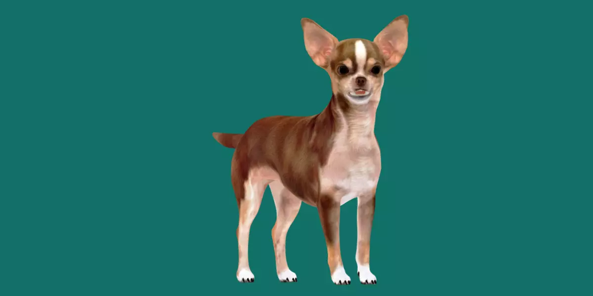 Chihuahua Game Ready 3D model_0
