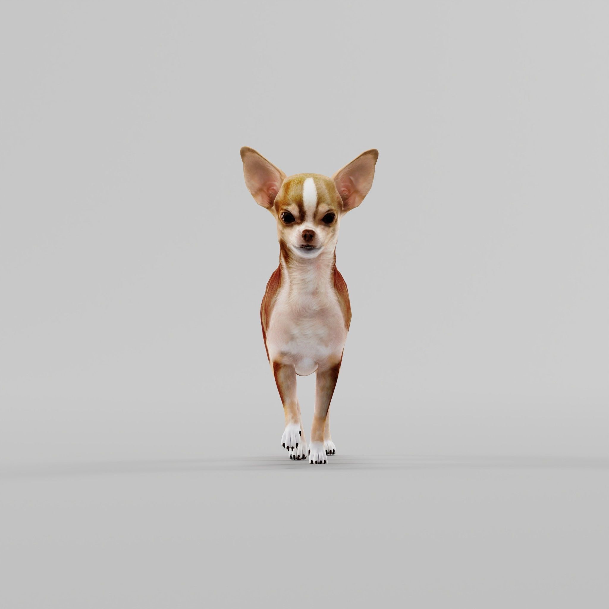 Chihuahua Game Ready 3D model_13