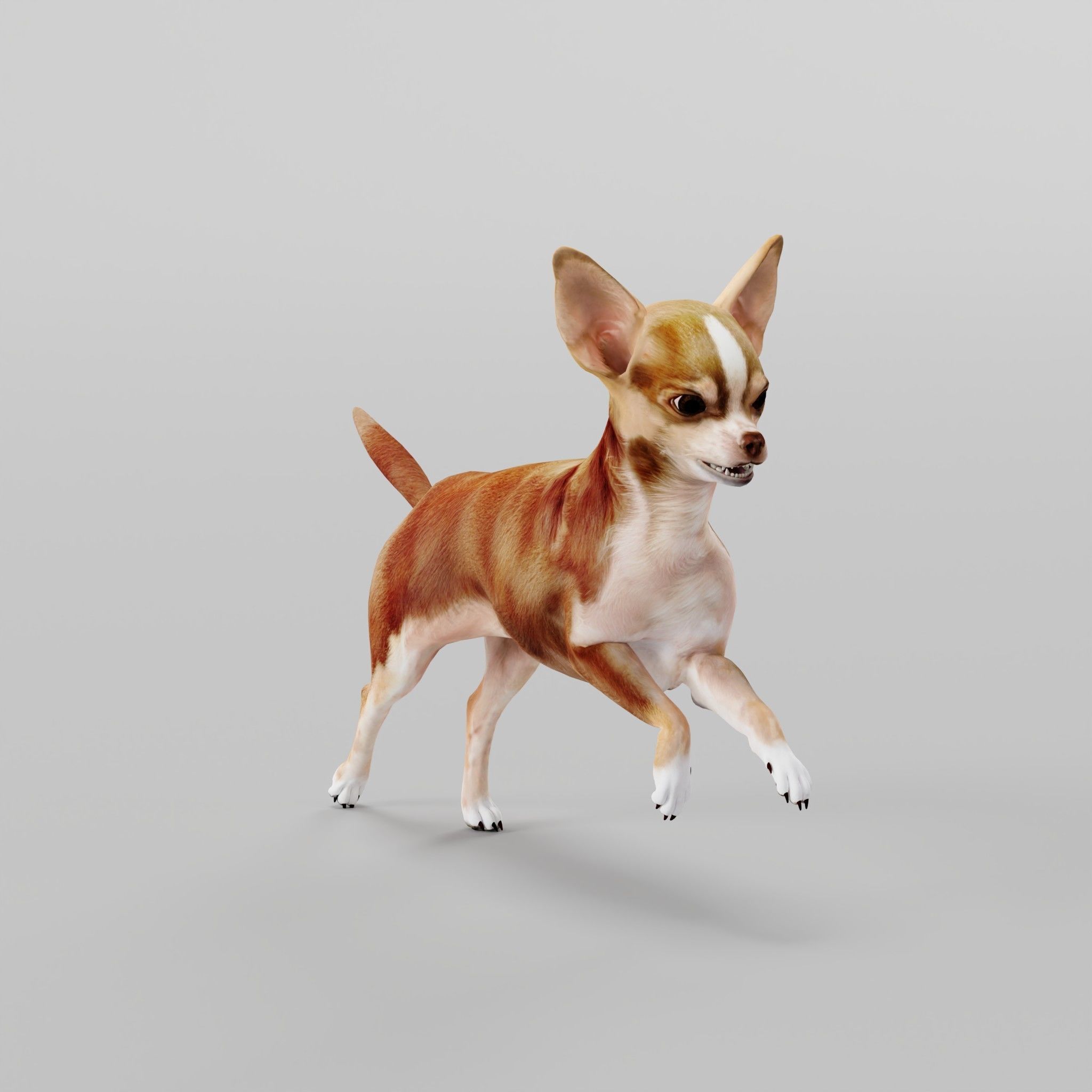 Chihuahua Game Ready 3D model_22