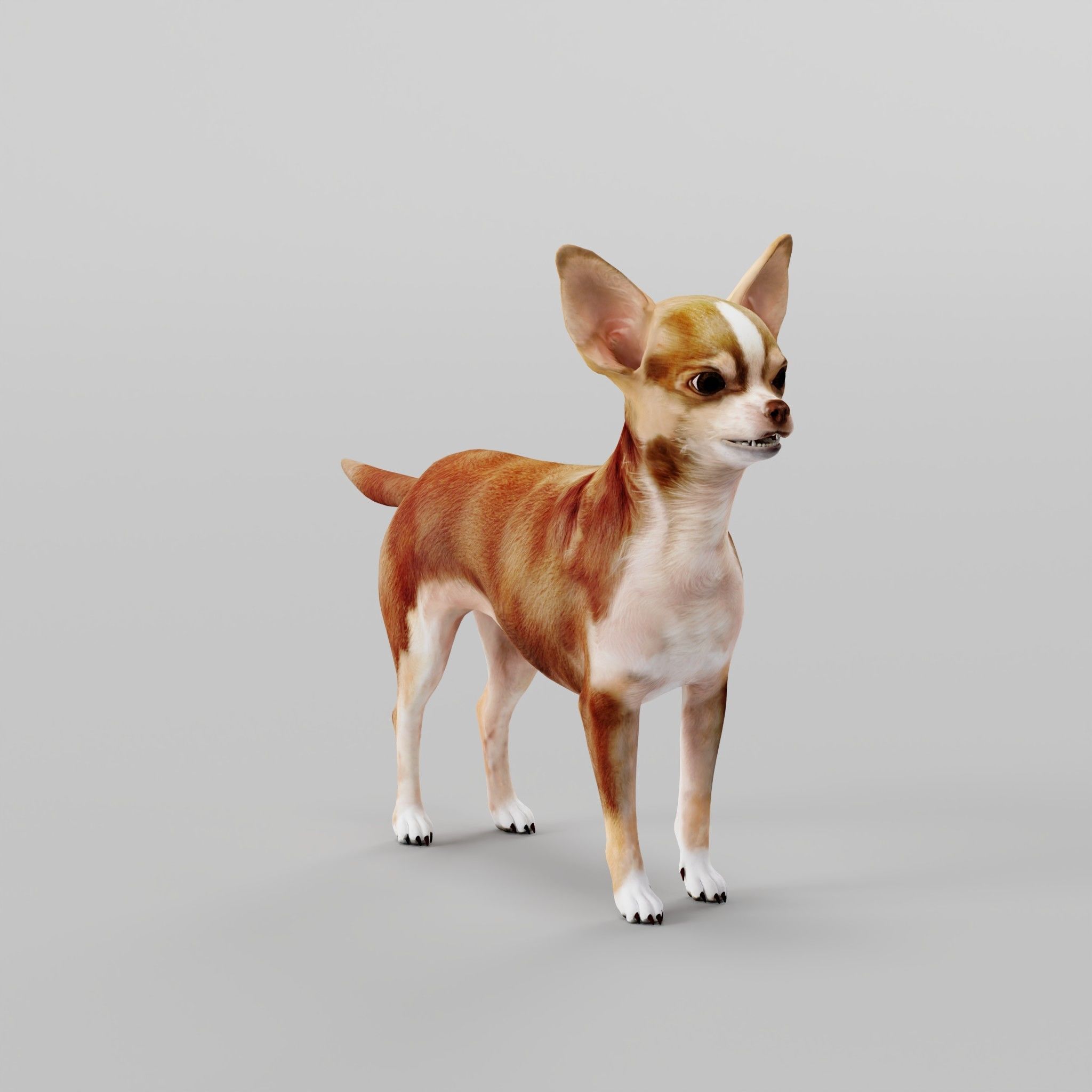 Chihuahua Game Ready 3D model_24
