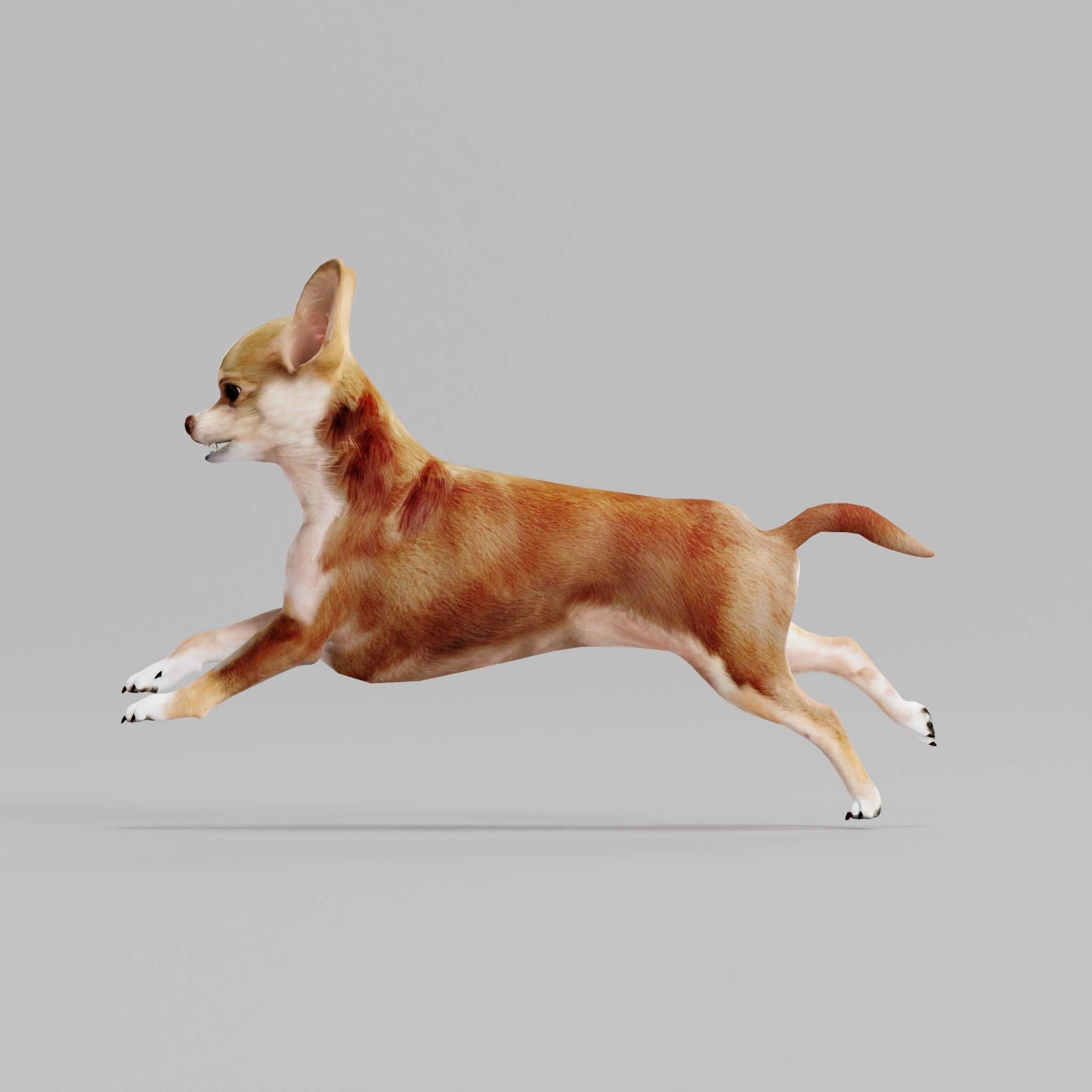Chihuahua Game Ready 3D model_20