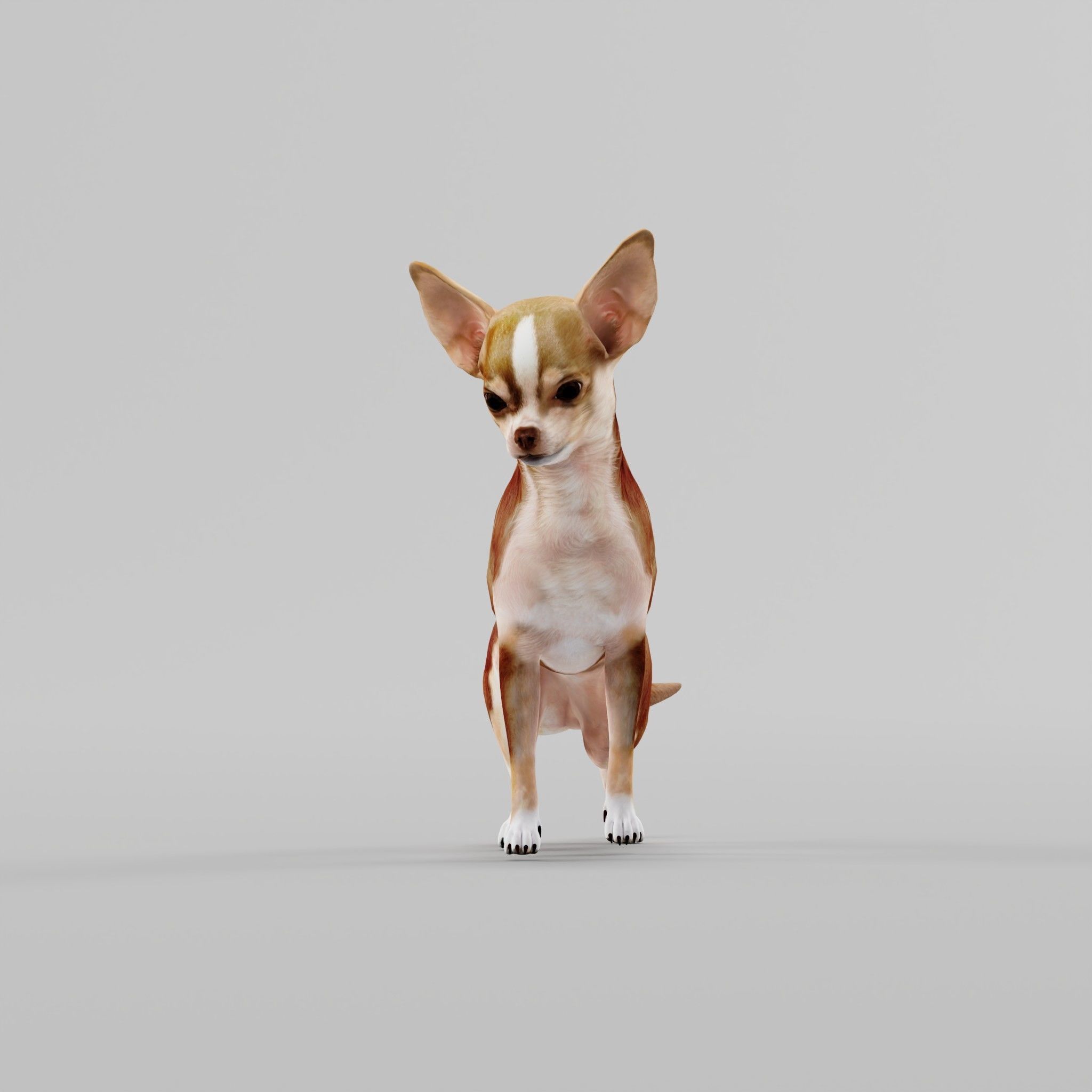 Chihuahua Game Ready 3D model_12