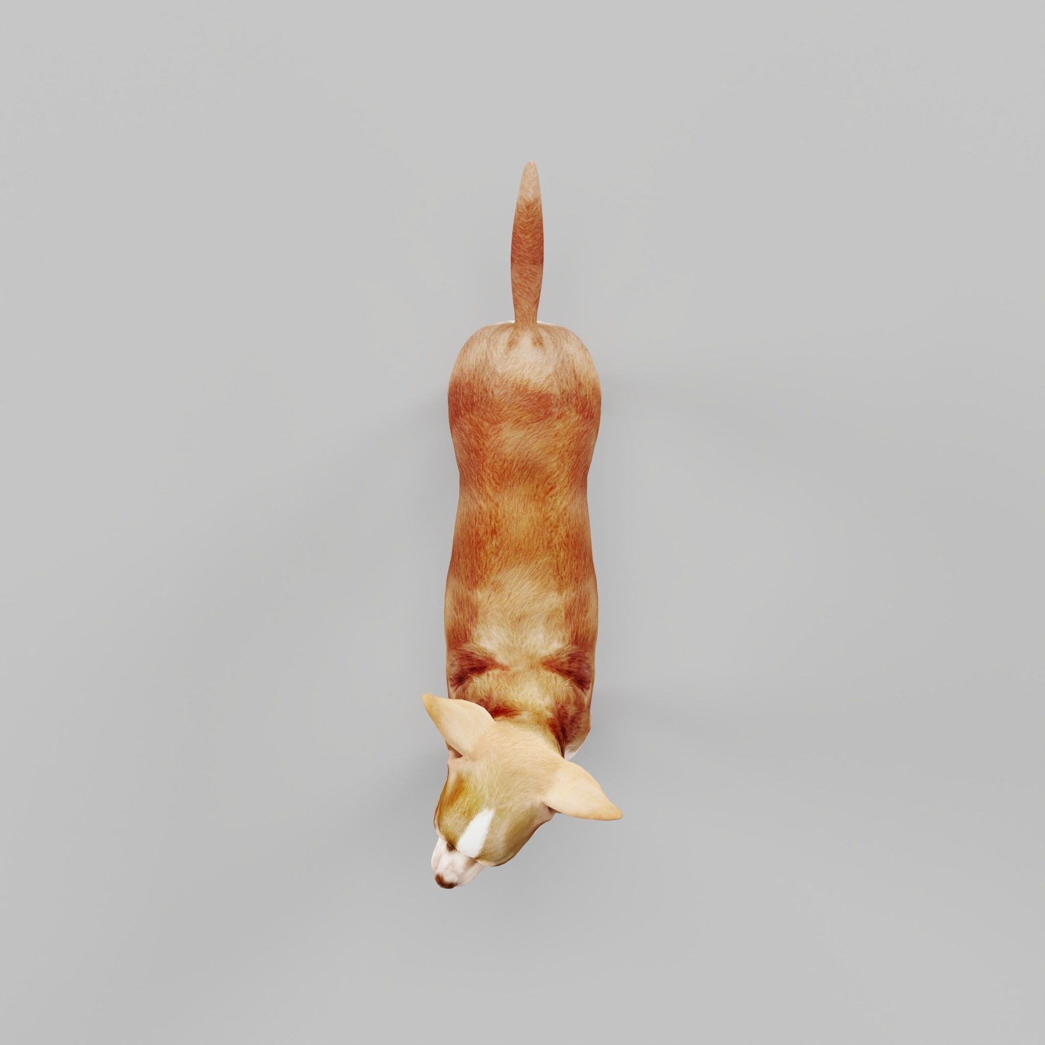 Chihuahua Game Ready 3D model_18