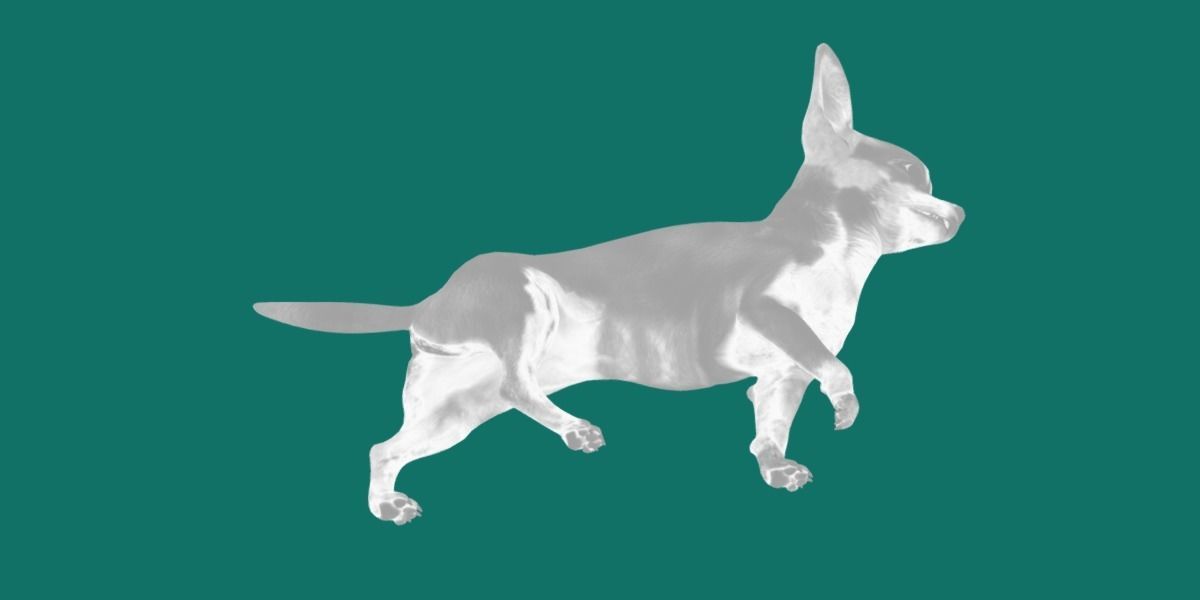 Chihuahua Game Ready 3D model_6