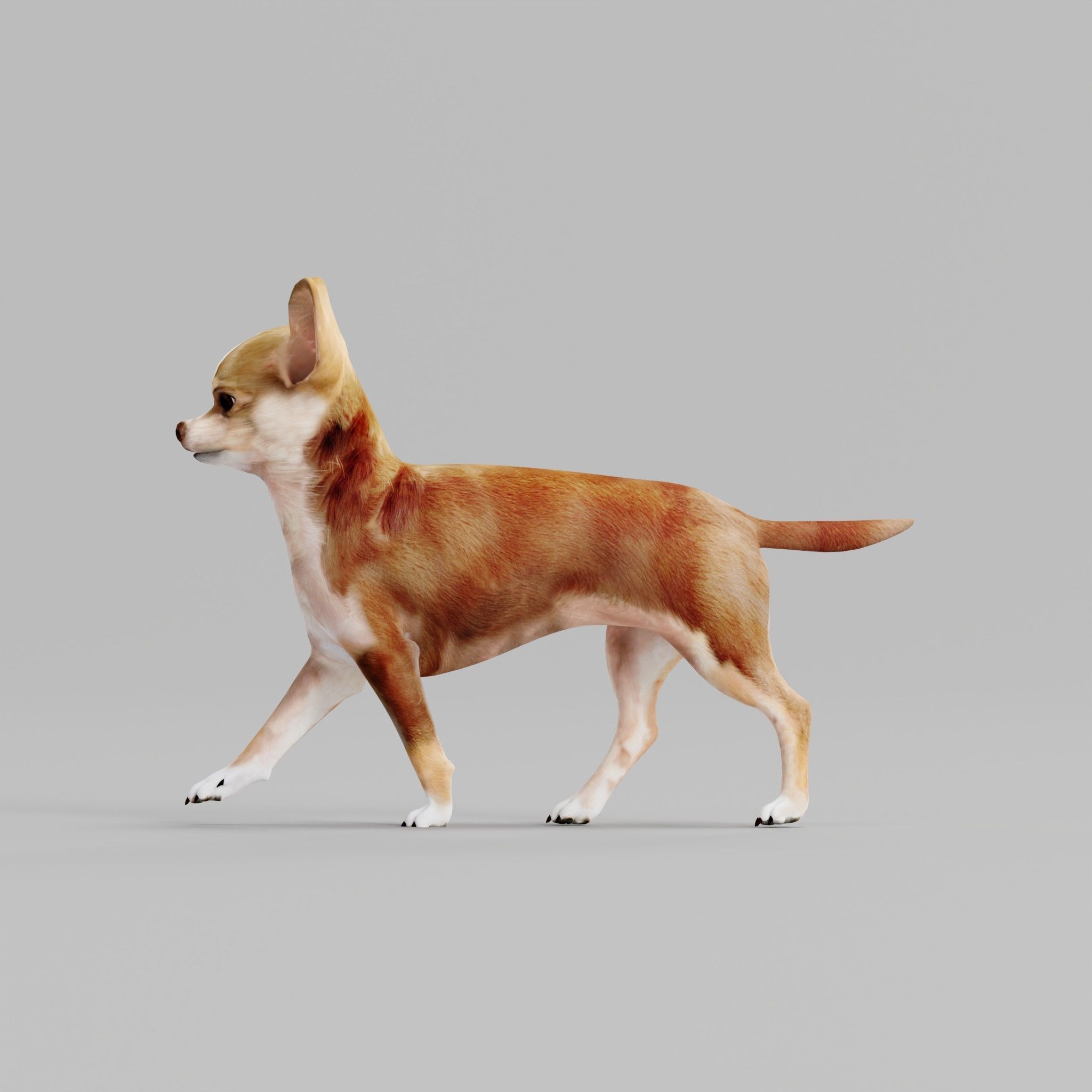 Chihuahua Game Ready 3D model_21