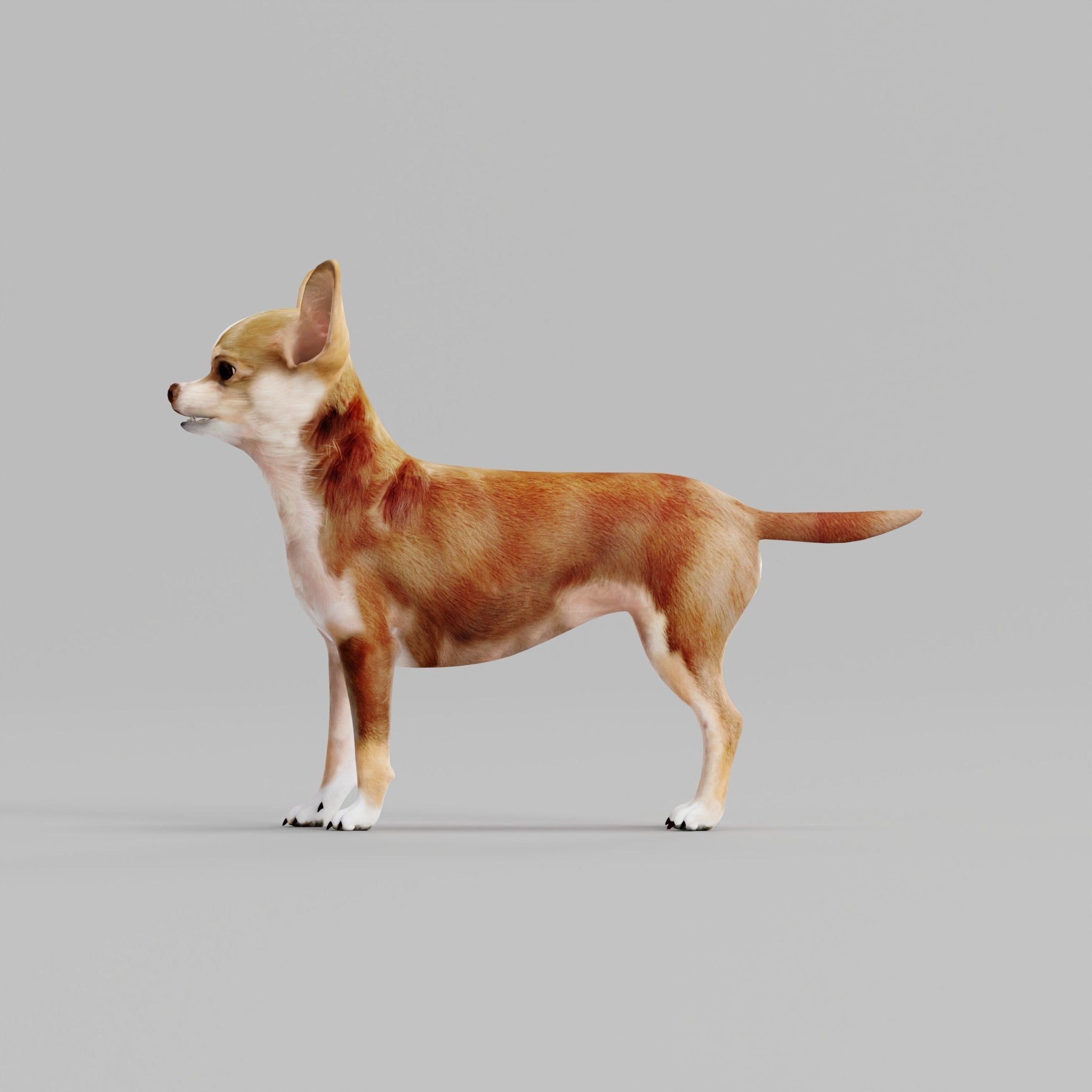 Chihuahua Game Ready 3D model_17