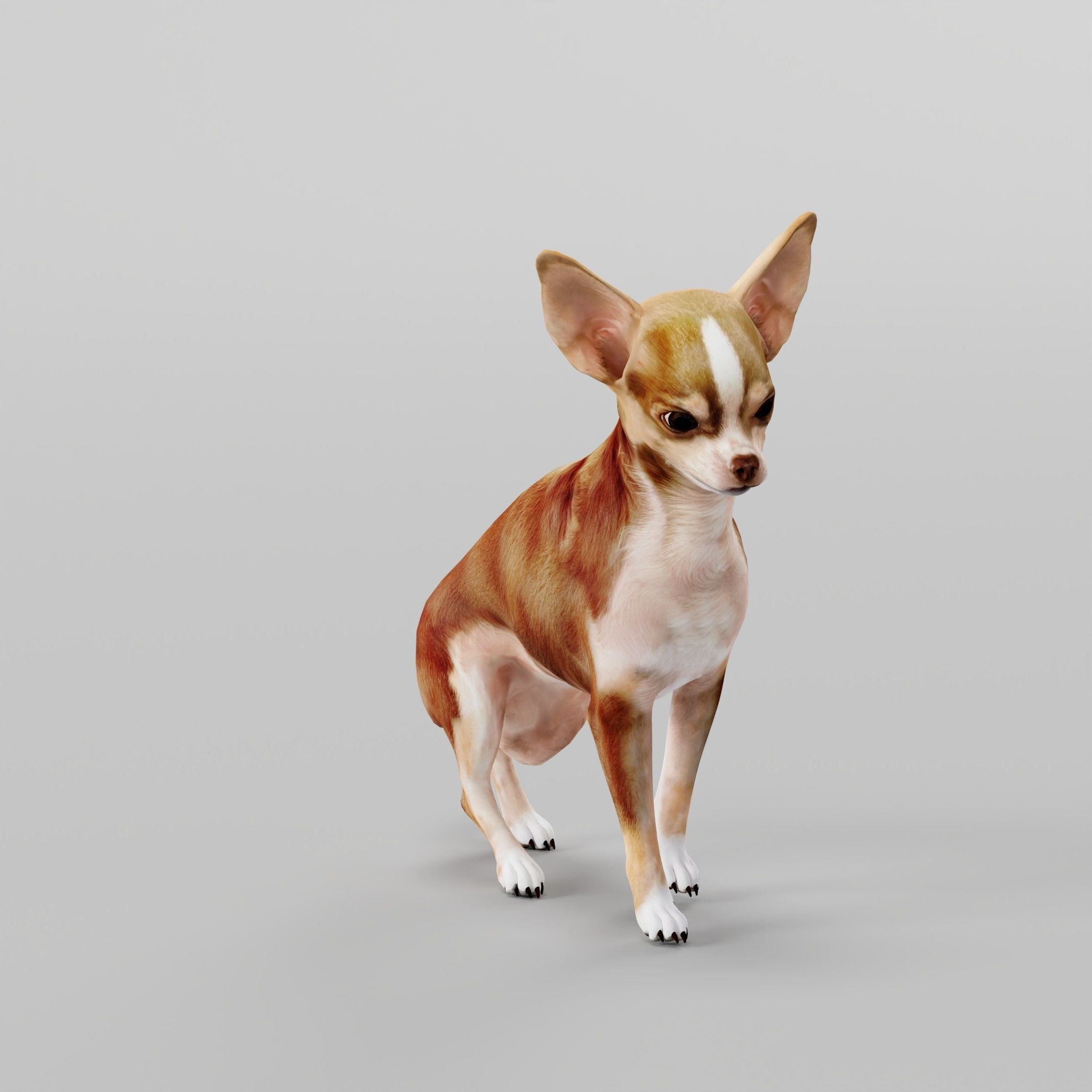 Chihuahua Game Ready 3D model_14