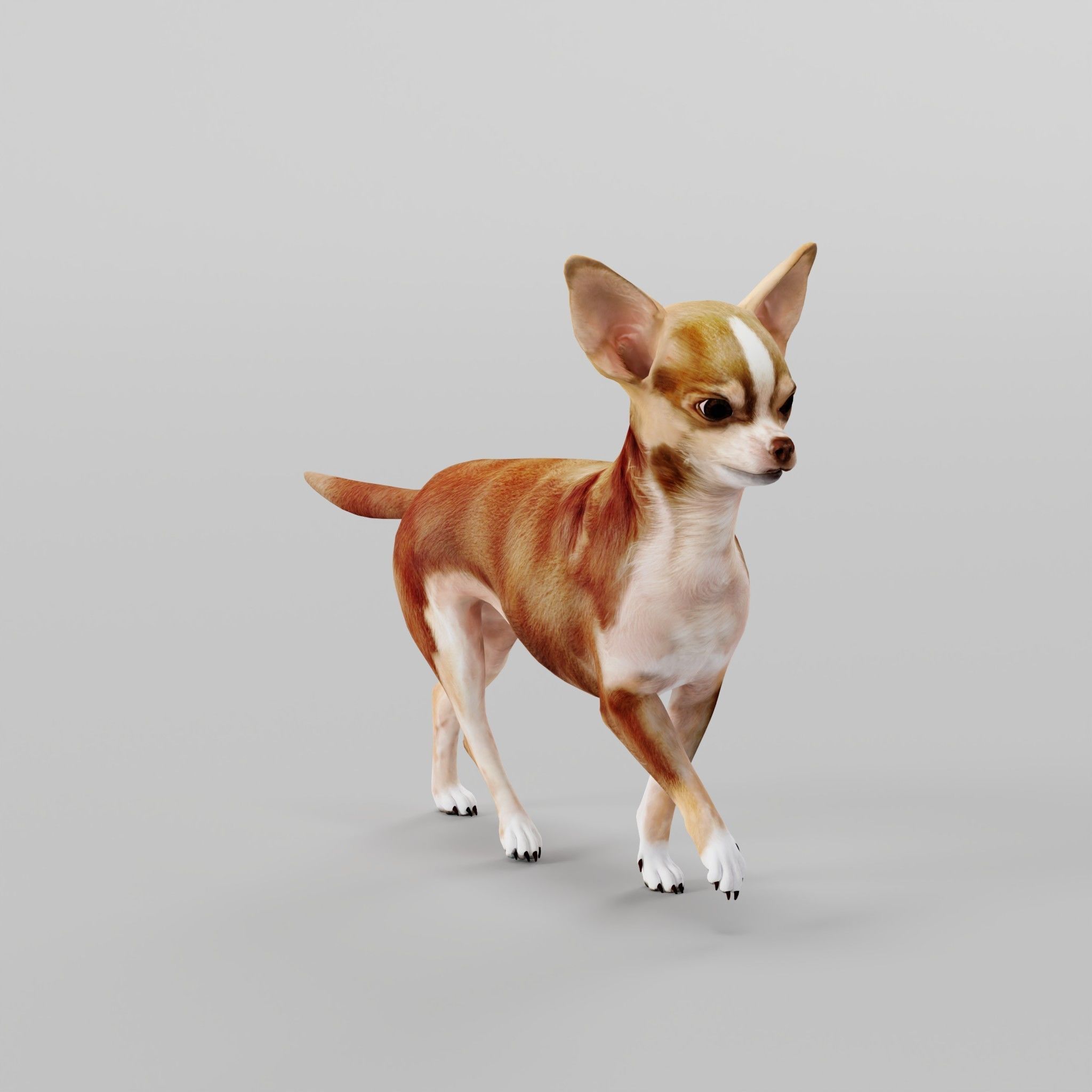 Chihuahua Game Ready 3D model_19