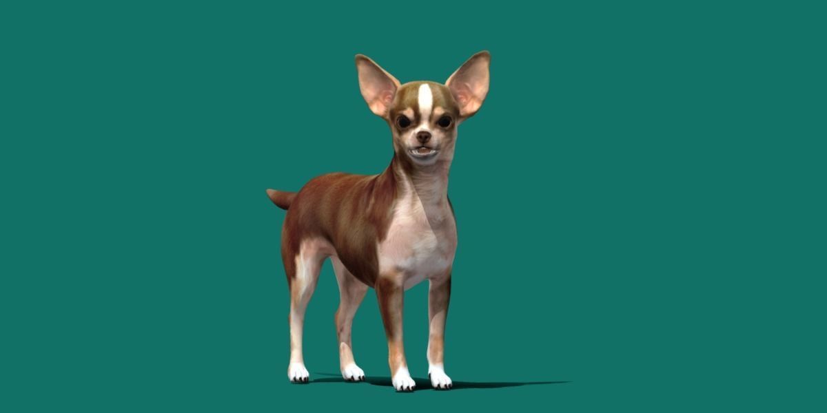 Chihuahua Game Ready 3D model_11