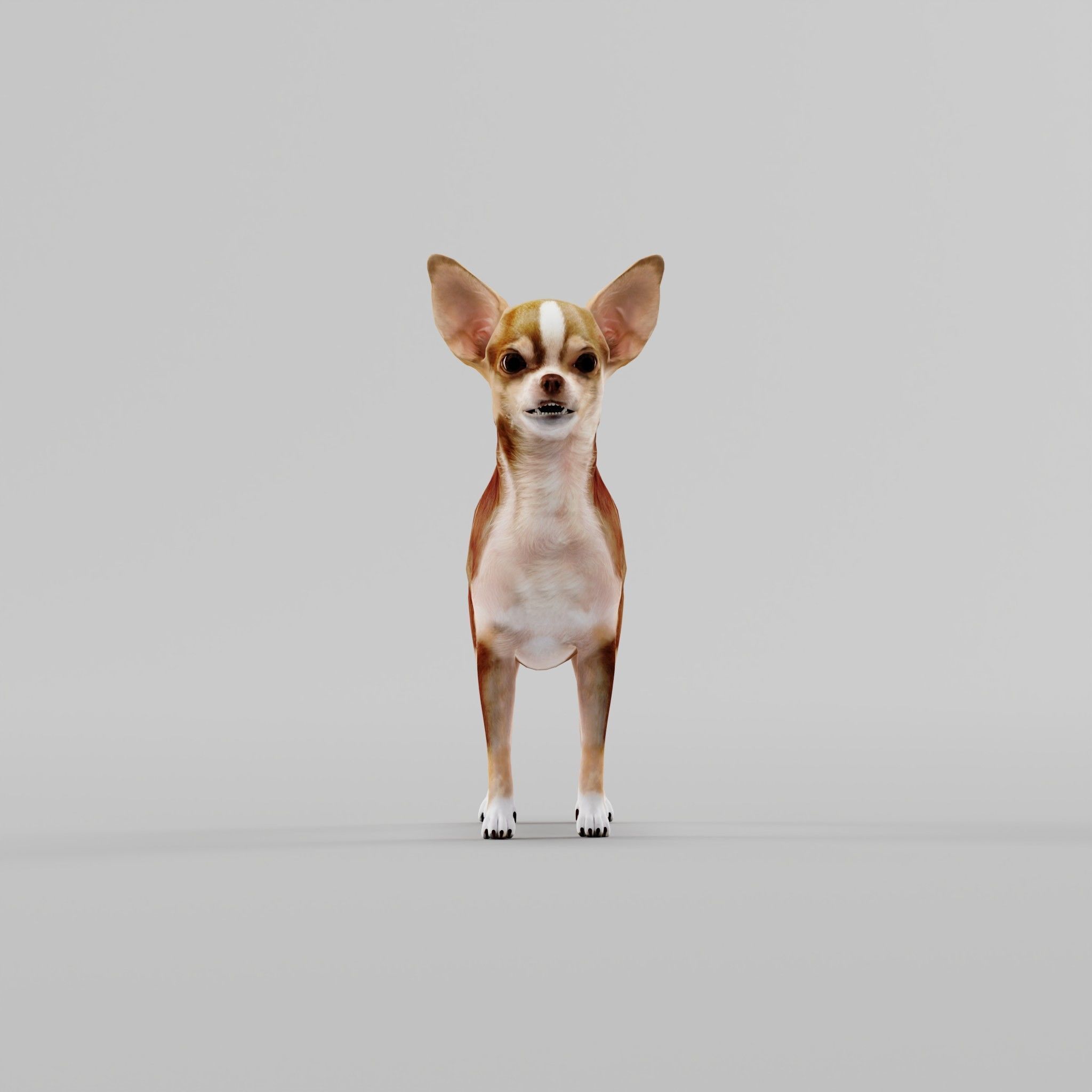 Chihuahua Game Ready 3D model_23