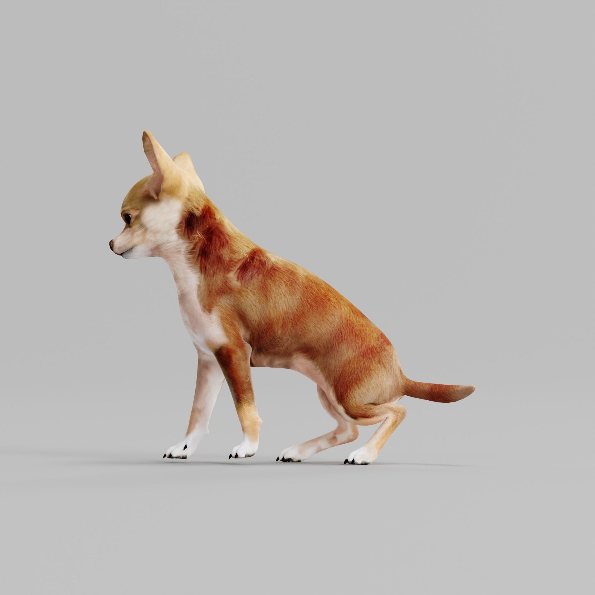 Chihuahua Game Ready 3D model_15