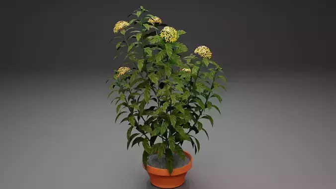 Ixora plant