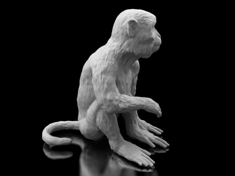 Long Tailed Monkey 3D print model_7