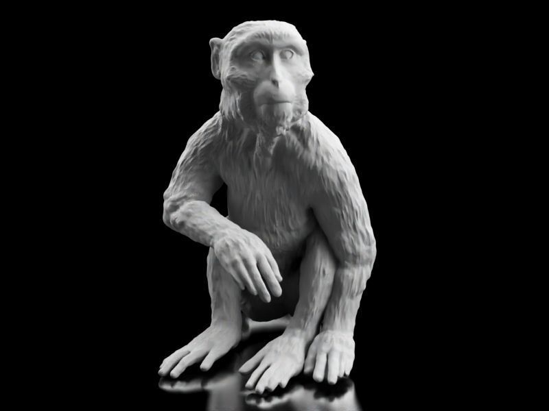 Long Tailed Monkey 3D print model_2