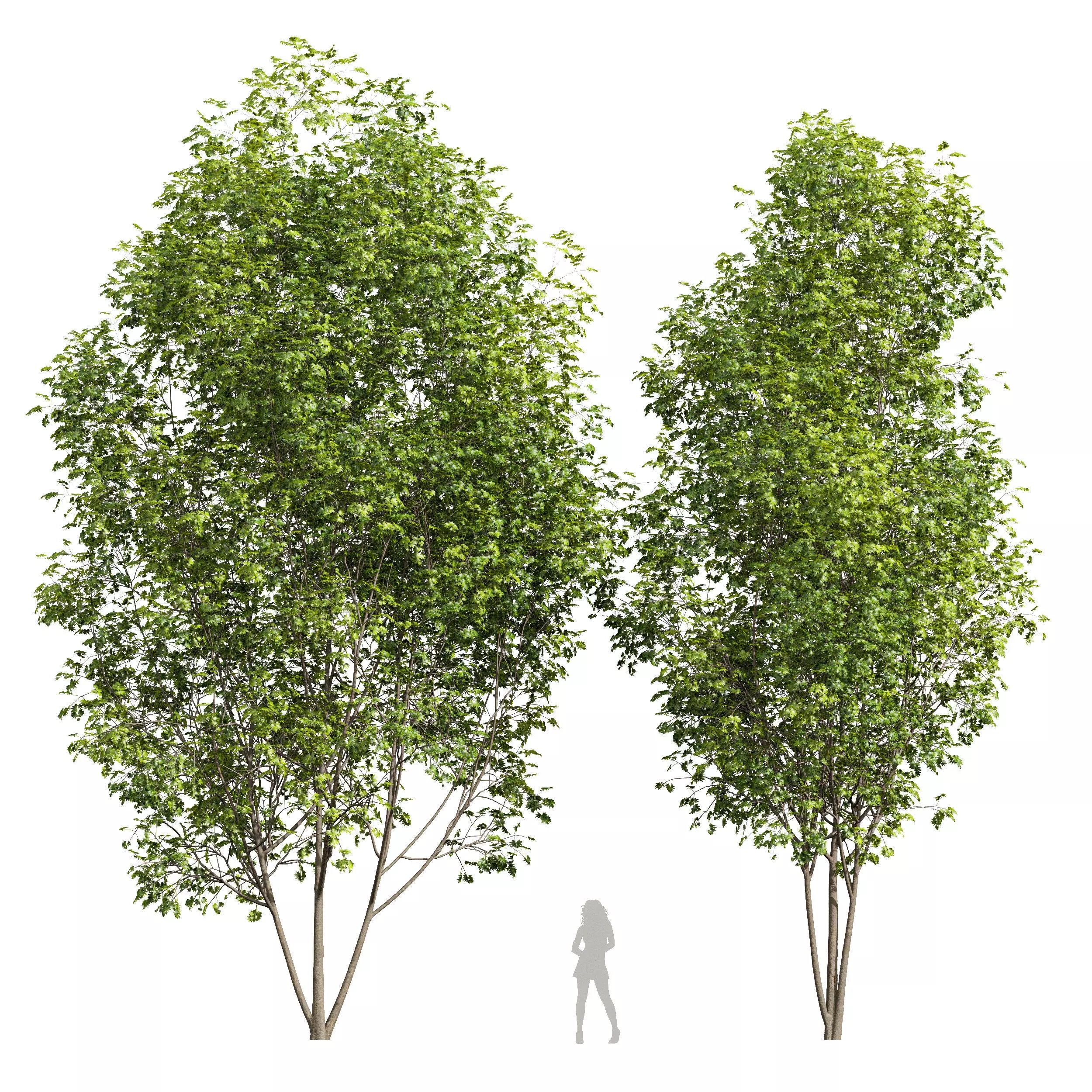 Acer Saccharinum Free 3D model