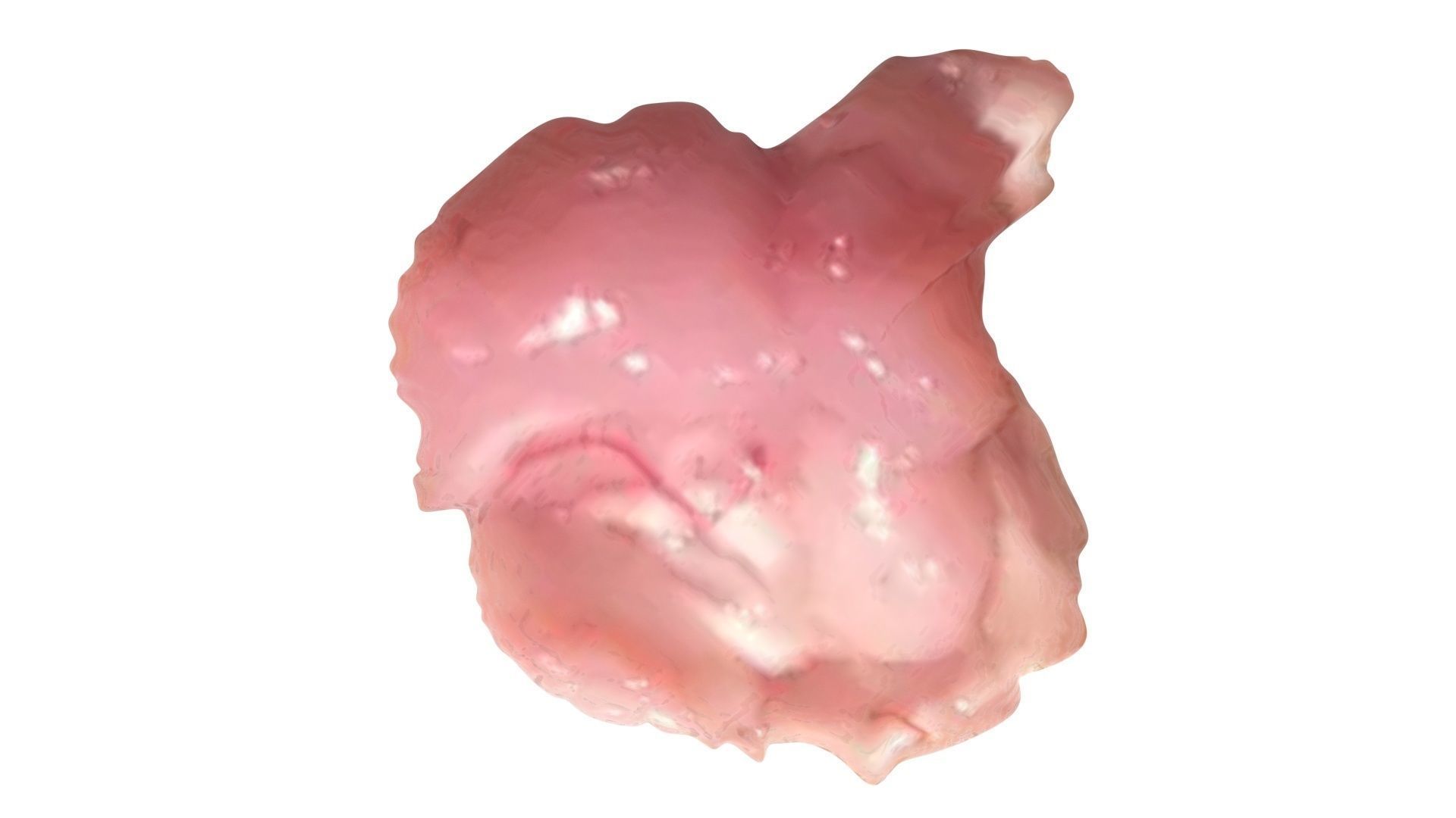 Chicken Brain 3D model_11