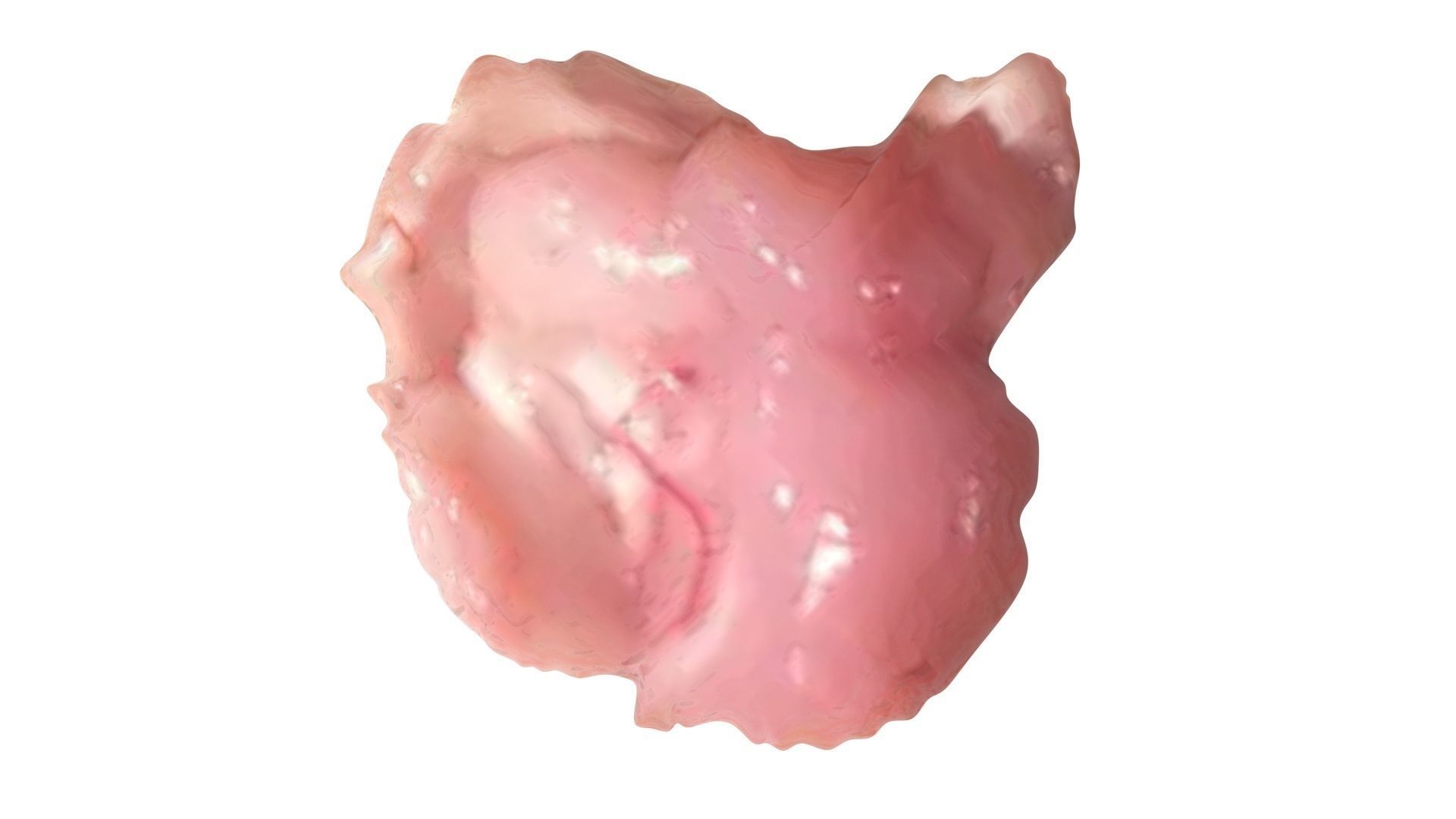 Chicken Brain 3D model_10