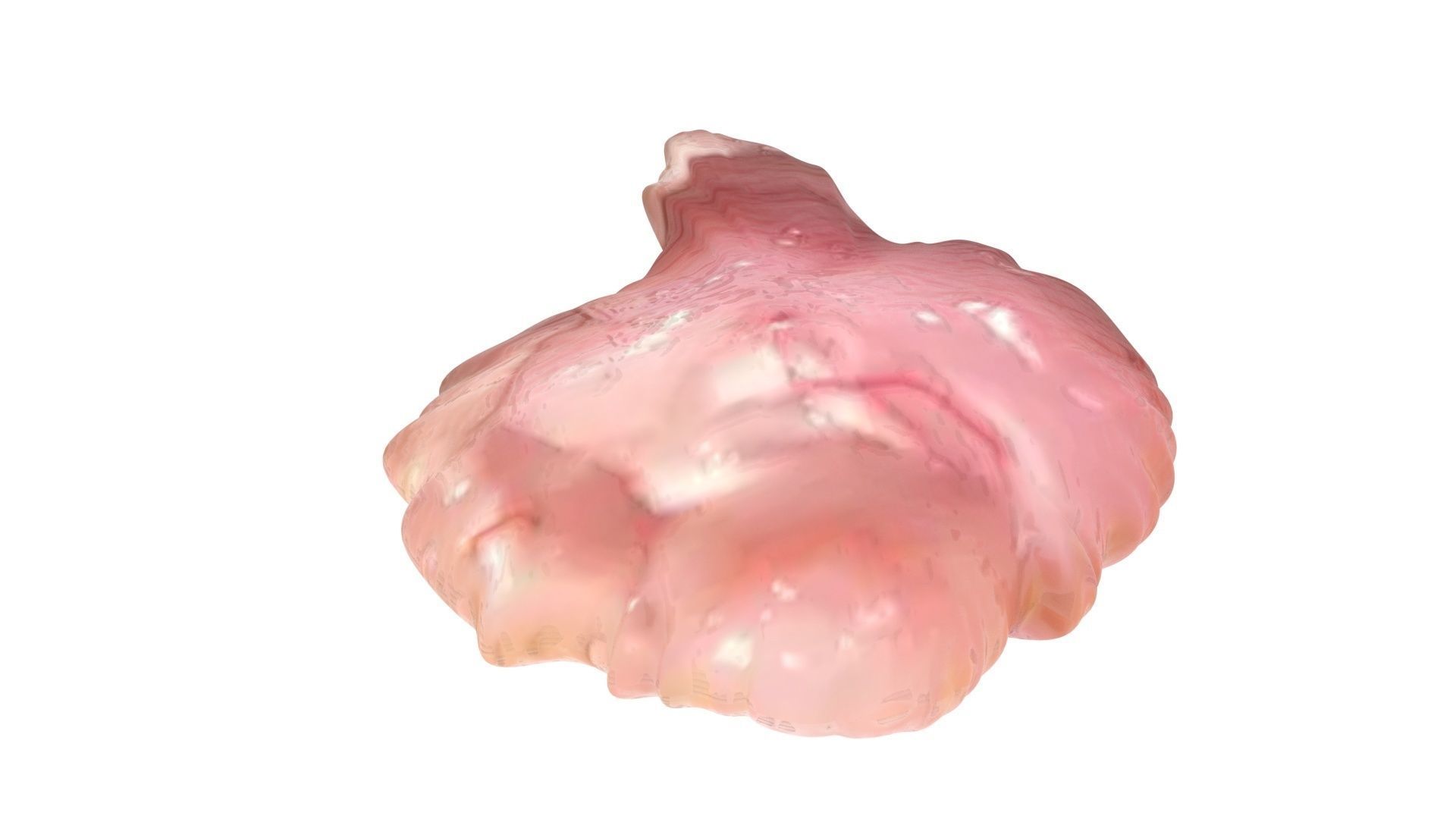 Chicken Brain 3D model_9