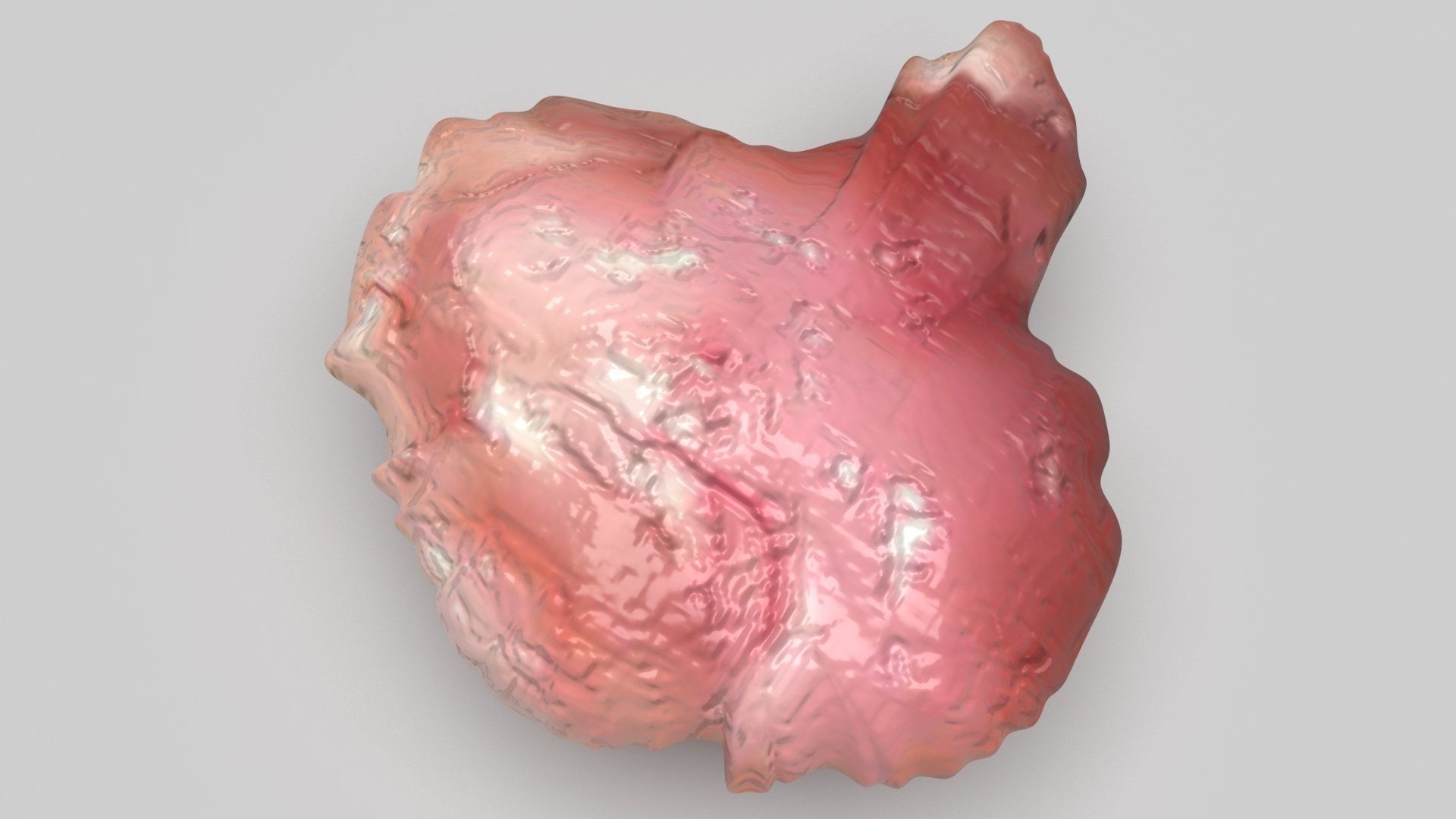 Chicken Brain 3D model_3